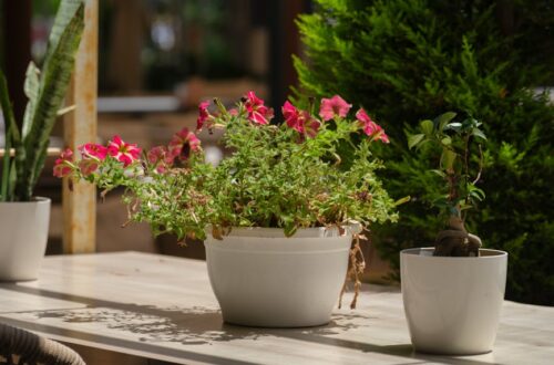 Een mooie selectie van plantenbakken in verschillende stijlen en maten voor uw tuin of balkon.